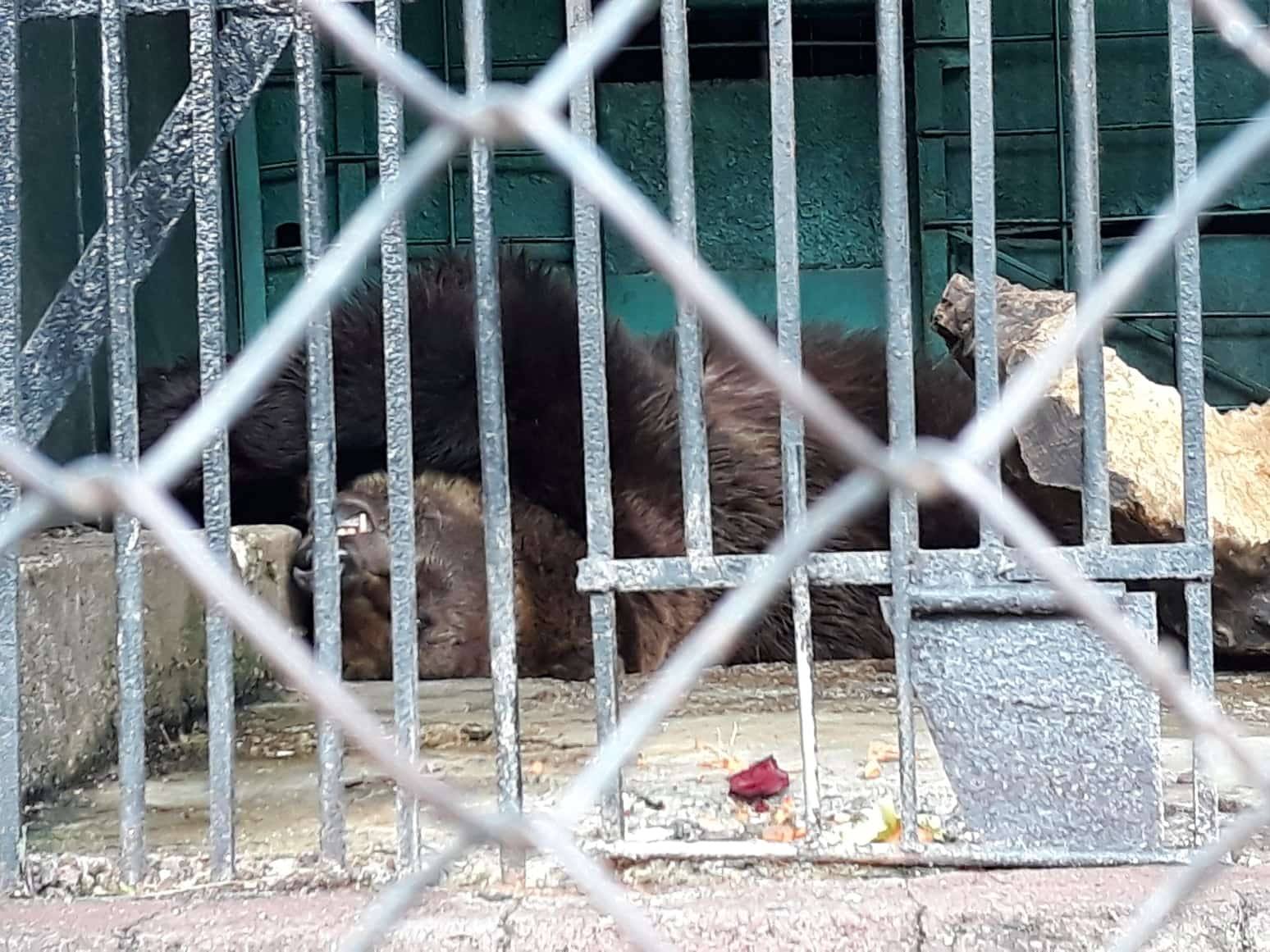 O vizită neplăcută la Grădina Zoologică din Chișinău